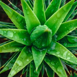 DEW RAIN GREEN 02