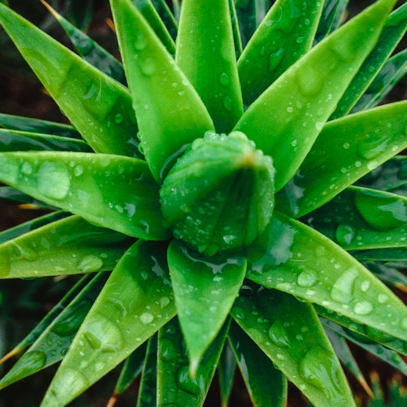 DEW RAIN GREEN 02