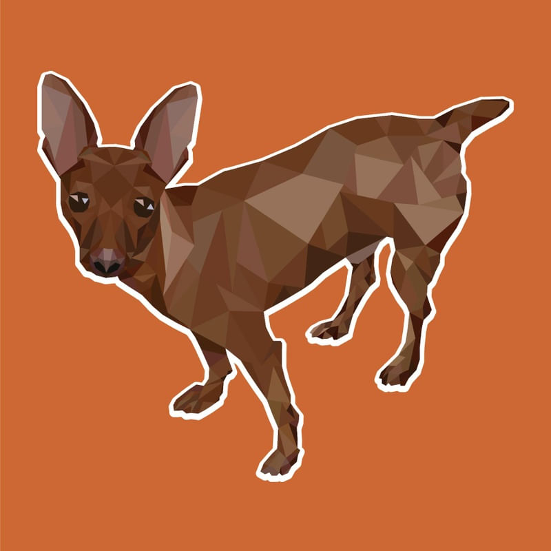 PINSCHER CARAMELO
