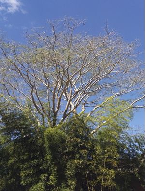 TANGLE OF BRANCHES
