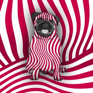 DOG STRIPES I