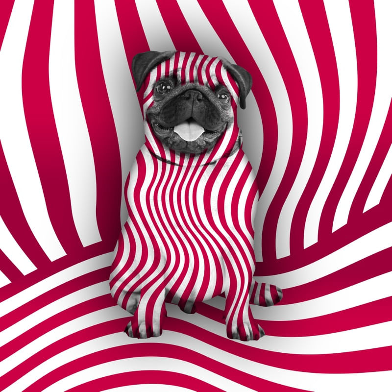 DOG STRIPES I