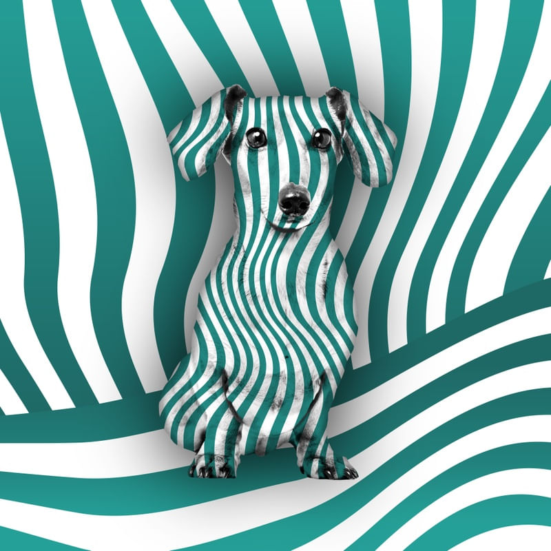 DOG STRIPES II