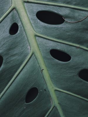 NATUREZA MINIMALISTA II