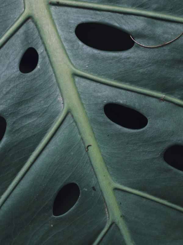 NATUREZA MINIMALISTA II