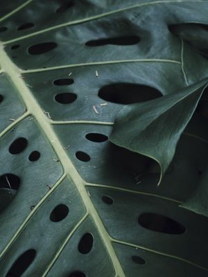 NATUREZA MINIMALISTA III