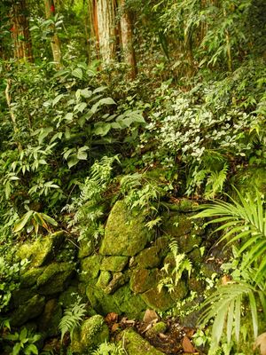 VERDE MUSGO NO BOSQUE