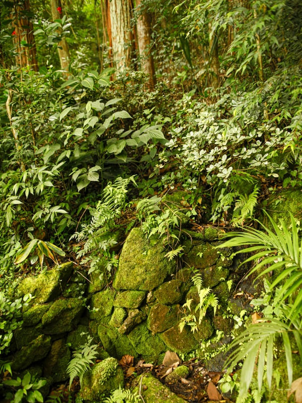 VERDE MUSGO NO BOSQUE