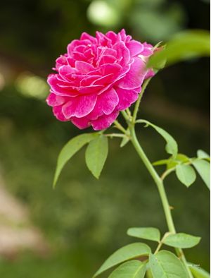 ROSAS DO QUINTAL