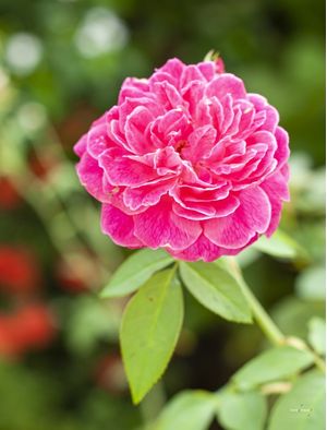 ROSAS DO QUINTAL 4