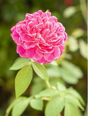 ROSAS DO QUINTAL 6