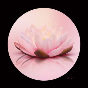 FLOR DE LOTUS ROSÉ AND BLACK