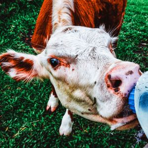 CALF IN THE BOTTLE