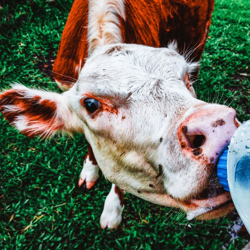 CALF IN THE BOTTLE