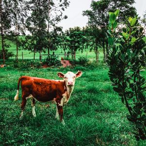 CALF IN THE GRASS