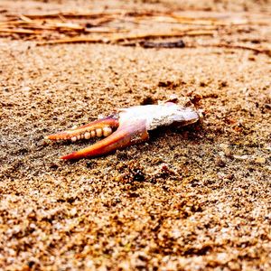 DEAD REST OF CRUSTACEANS 01
