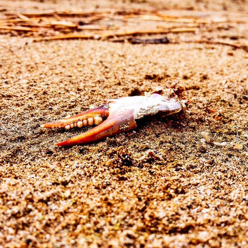 DEAD REST OF CRUSTACEANS 01