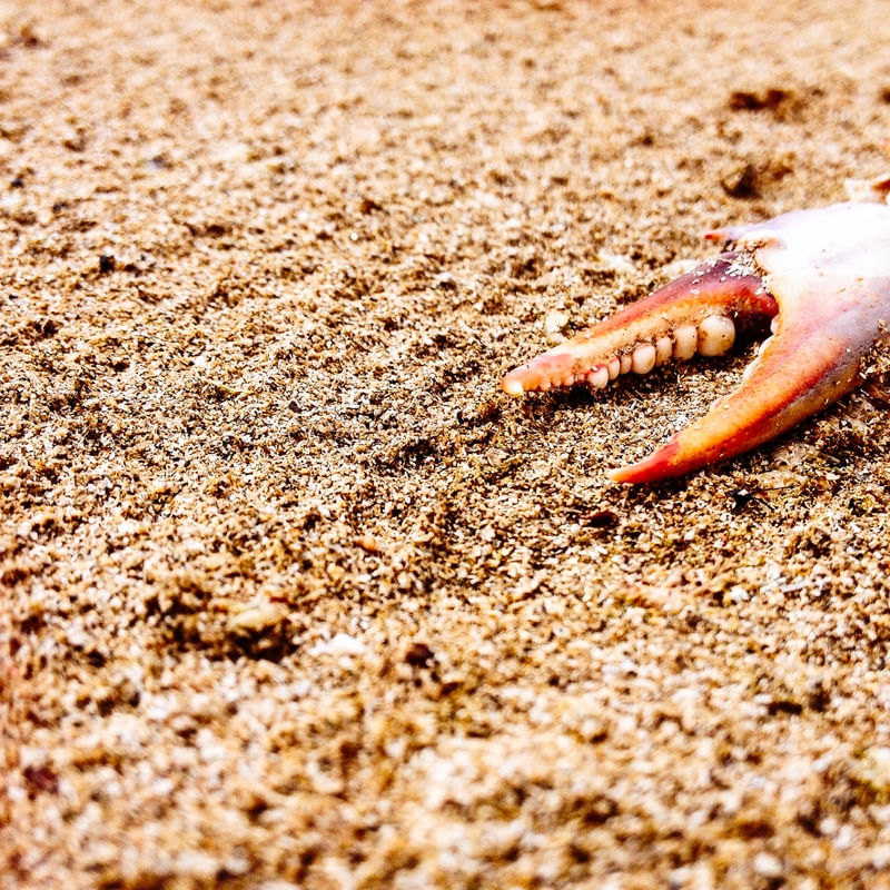 DEAD REST OF CRUSTACEANS 02