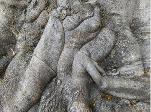 RAÍZES DE ÁRVORES