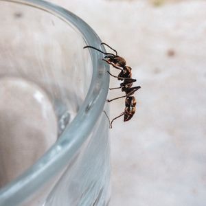 ANT MICRO 01