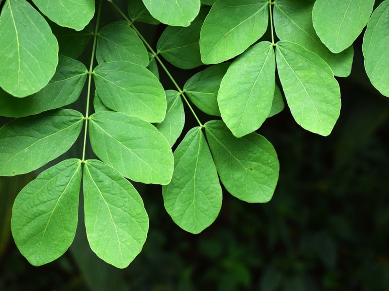LEAVES AND TEXTURES