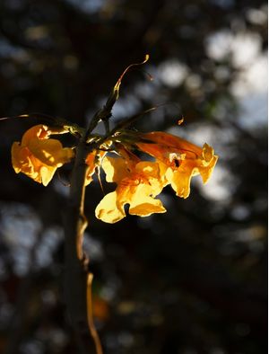 VIDA EM FLORES AMARELAS