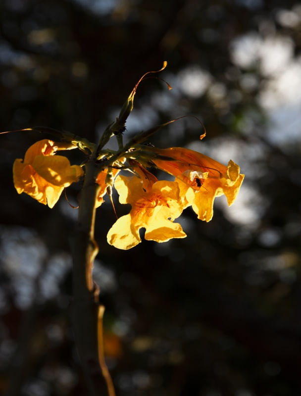 VIDA EM FLORES AMARELAS
