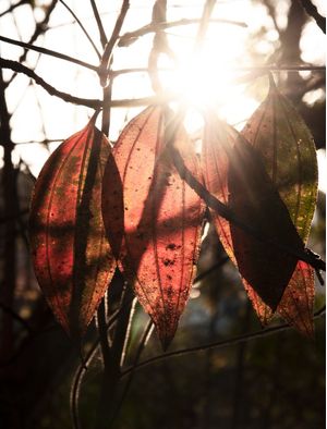 FOLHAS SOB A LUZ DO SOL