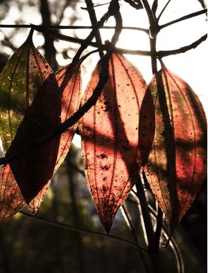 FOLHAS NA LUZ DA TARDE