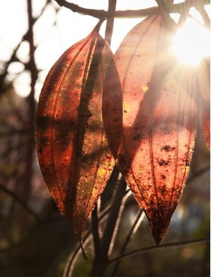 FOLHAS NA LUZ VESPERTINA