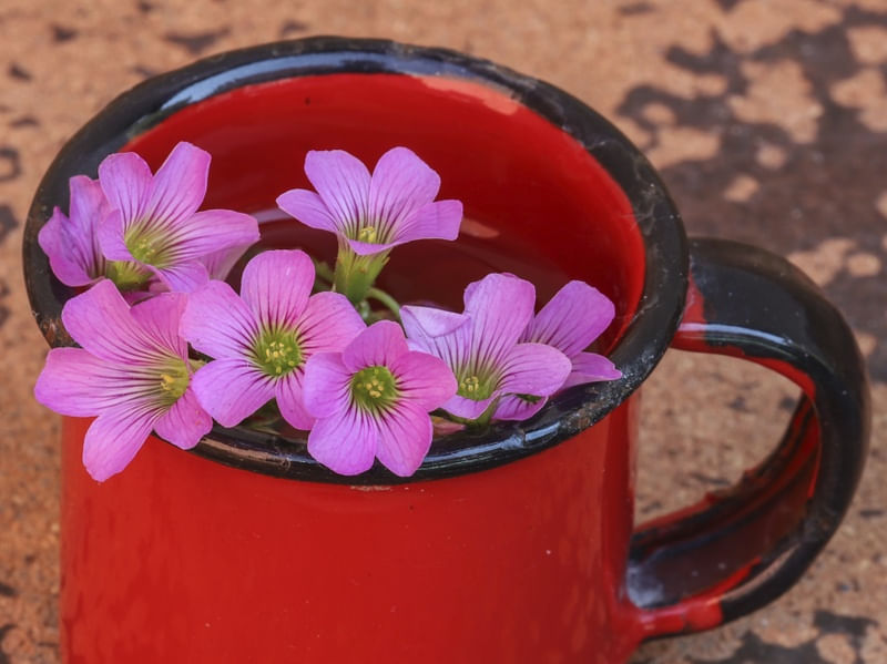 FLORES NA CANECA