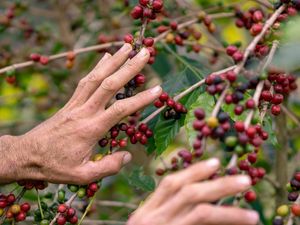 PLANTAÇÃO DE CAFÉ