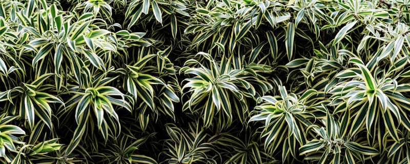 DRACENA REFLEXA