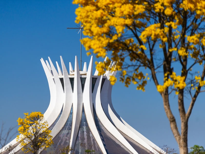 A CATEDRAL E O IPÊ, BRASÍLIA