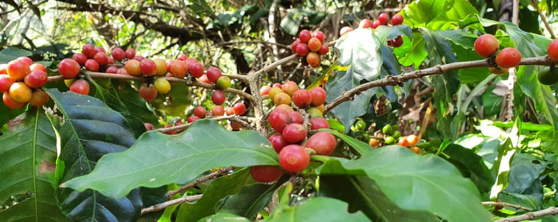 CAFÉ CAFÉ