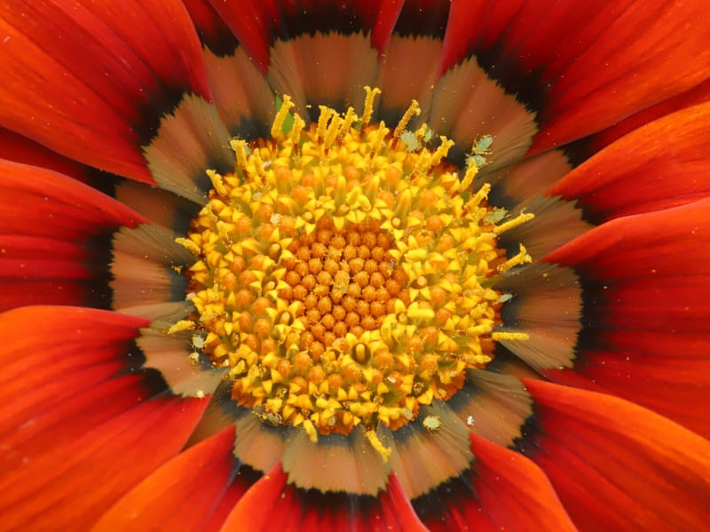 FLOR MULTICOLORIDA