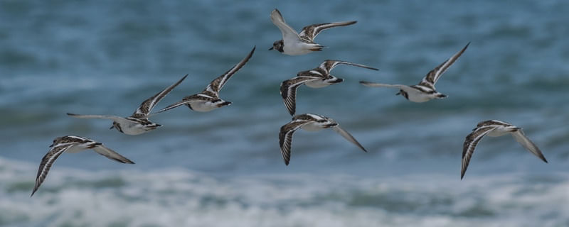 REVOADA NA PRAIA DA CAPONGA_CE