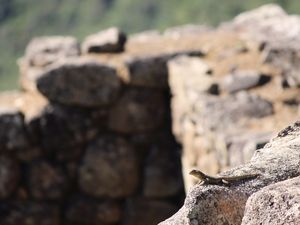 LAGARTO NAS RUÍNAS