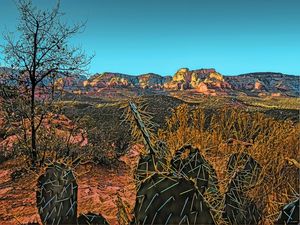 ARIZONA CACTUS