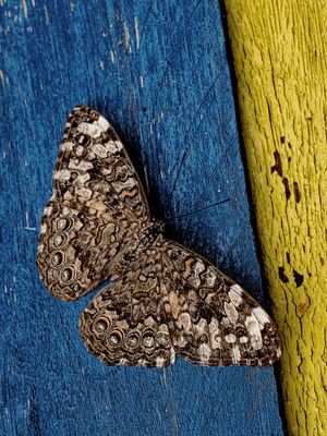 BORBOLETA 001