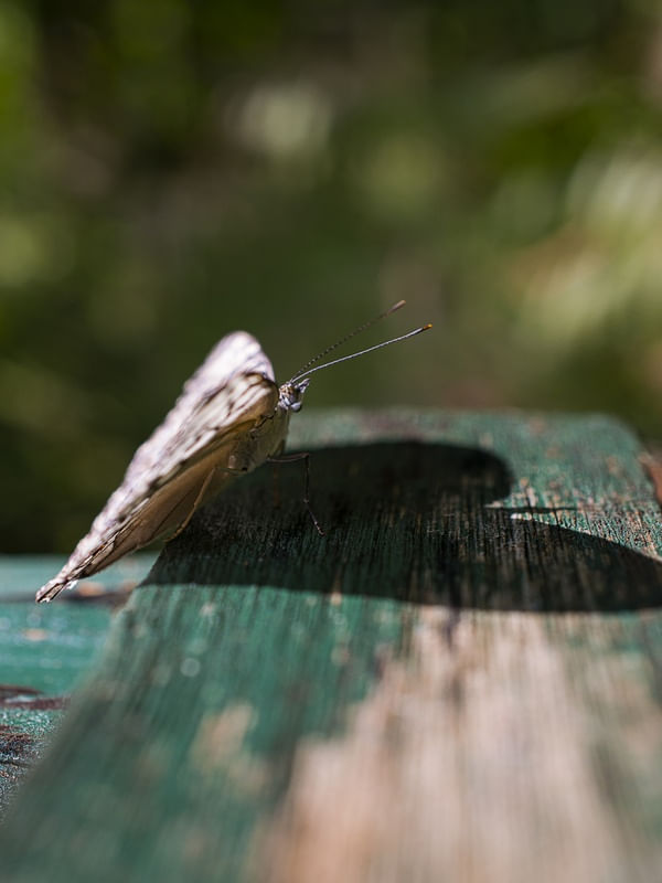 BORBOLETA 002