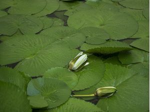 FOLHAS DE LOTUS
