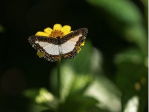 BORBOLETA 003