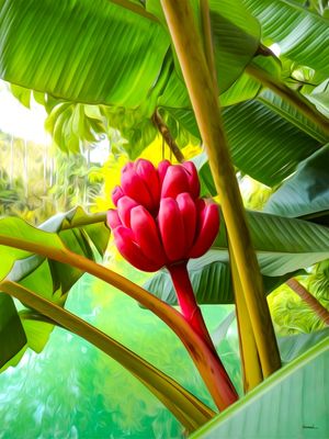 BANANA ROSA