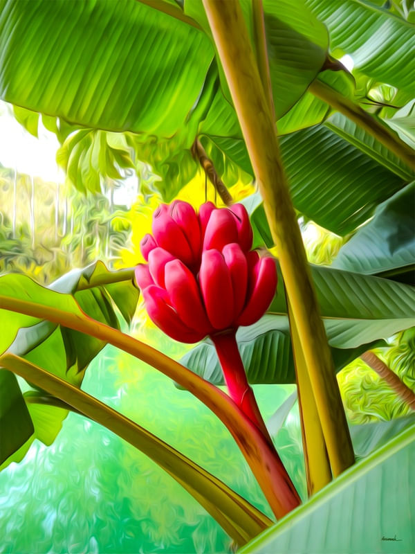 BANANA ROSA