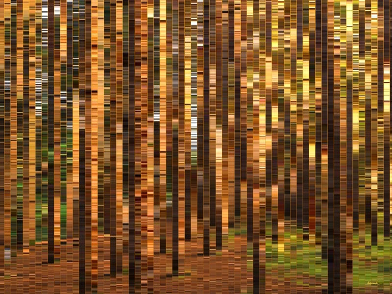 FLORESTA DE PINHOS - F02
