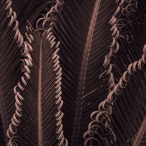 ENCARACOLADO VII