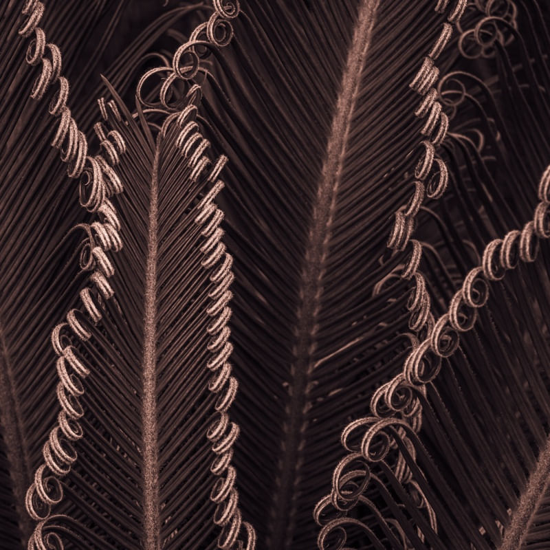 ENCARACOLADO VII