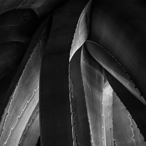 FOLHAS DE GAUDÍ I