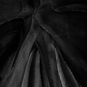 FOLHAS DE GAUDÍ III
